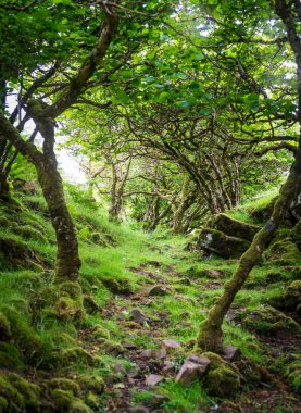 Ünlü Fairy Glen, Iskoçya 'daki Skye Adası 'nda UİG köyünün üstündeki tepelerde yer alan.