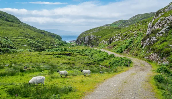 Les Moutons Errent Près Point Sleat Point Sud Skye Ecosse — Photo