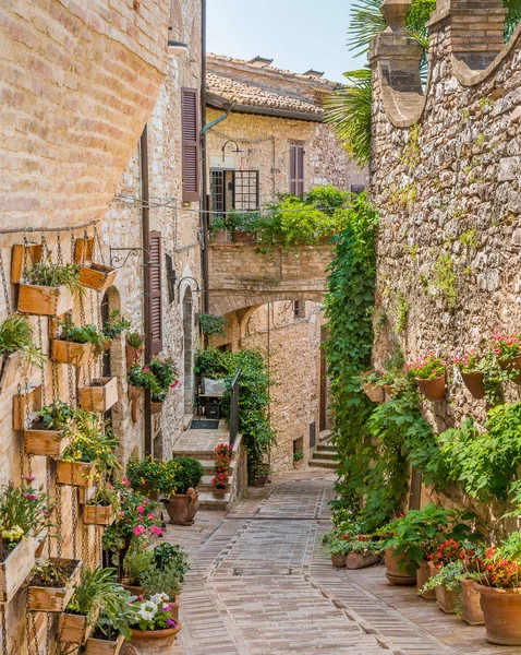 Naturskön Syn Spello Blommig Och Pittoresk Umbrien Provinsen Perugia Italien — Stockfoto