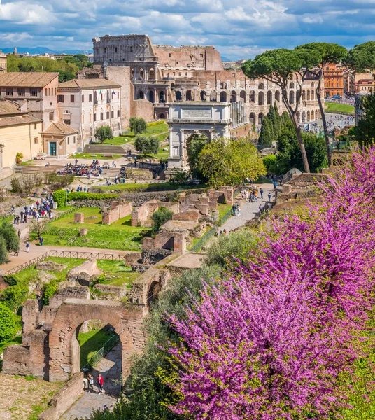 Rzymskie Forum Fioletowymi Kwiatami Czasie Wiosny Rzym — Zdjęcie stockowe