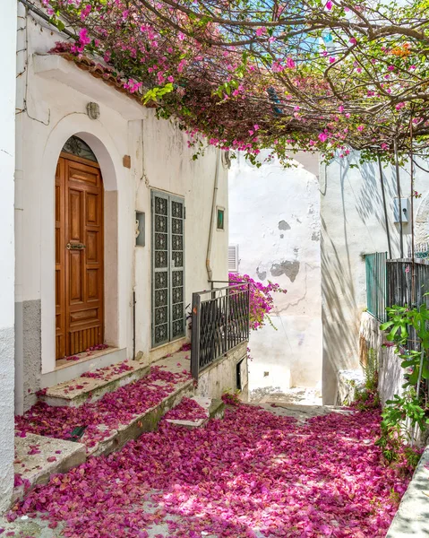 Bouganvillea ile Peschici Manzara Manzara, Foggia Province, Apulia (Puglia), İtalya.