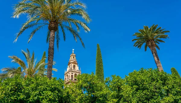 Campanario Mezquita Córdoba Catedral Una Mañana Soleada Andalucía España — Foto de Stock