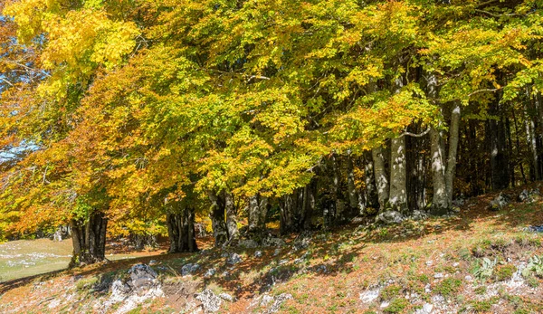Folhagem Durante Época Outono Monte Livata Simbruini Mountains Perto Subiaco — Fotografia de Stock