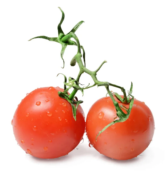 Dois Tomates Ramo Fundo Branco Isolado — Fotografia de Stock