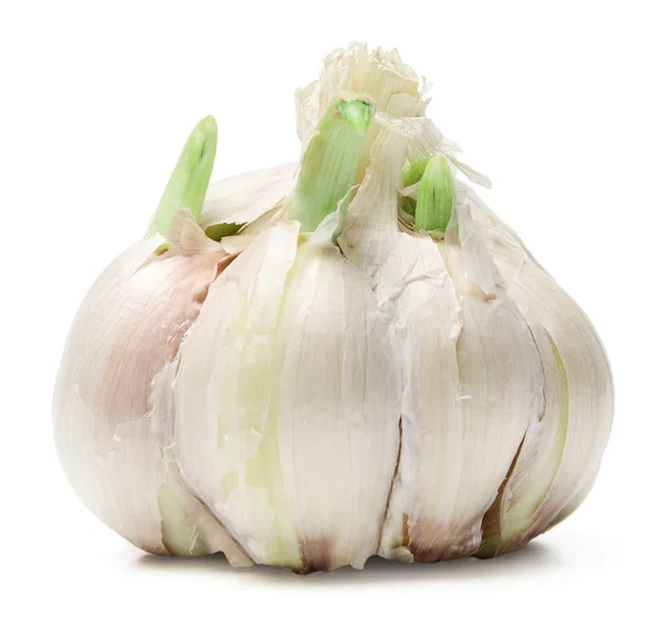 Head Garlic Isolated White Background — Stock Photo, Image