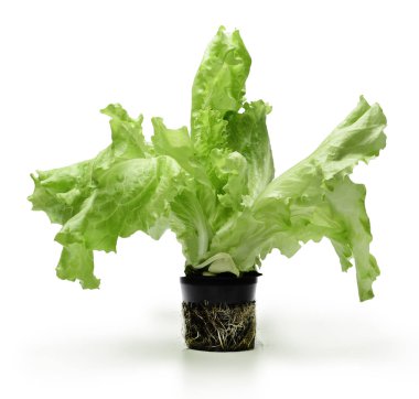 Beyaz zemin üzerinde bir tencerede salata.