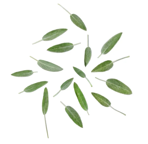 Φύλλα Του Αρωματικός Φασκόμηλο Είναι Διάσπαρτα Όλο Πλαίσιο Θέα Από — Φωτογραφία Αρχείου