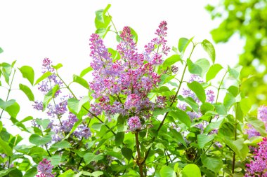 Çiçek açan leylak. Parlak doymuş renkler. Olabilir. Bahar. Yaz önümüzde. ..