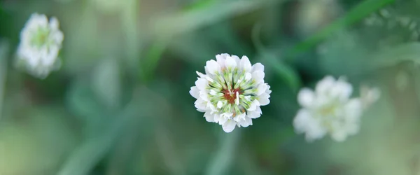 Beyaz yonca çiçeği yaz tarlasında sürünüyor. Erken saatlerin tazeliği ve serinliği. Üst görünüm.