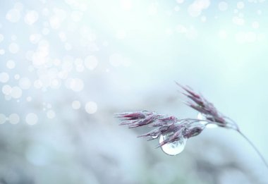 Yaz sabahı bir damla çiy ile bir ot sapı. Güneş parıltısı hafif havadar bir atmosfer yaratıyor. Sanatsal işleme. Makro