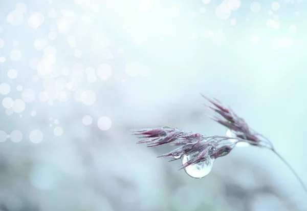 Yaz sabahı bir damla çiy ile bir ot sapı. Güneş parıltısı hafif havadar bir atmosfer yaratıyor. Sanatsal işleme. Makro