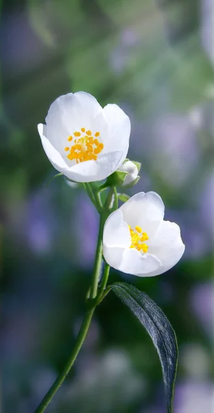 Brotes Plegables Arbustos Caducos Philadelphus Lewisii Rayos Solares Rompiendo Follaje — Foto de Stock