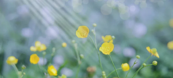 Açık Güneşli Bir Günde Çayırda Yabani Çiçekler Yaz Sıcağı Temiz — Stok fotoğraf