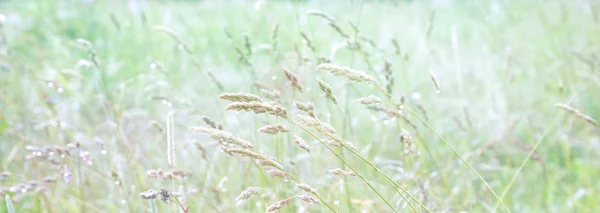 Çayırdaki ot çeşitleri. Yaz açık güneşli sabah. Güzel günün hafif havadar şeffaf atmosferi.