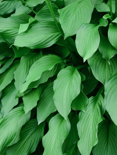 Large and wide green leaves of garden vegetation throughout the frame. Bright and saturated color.