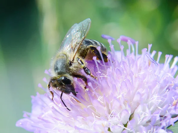 Bir bal arısı bir kır çiçeğinden bal toplar. Makro. Berrak yaz sıcak gün.