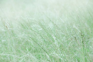 Sabah çayırında yeşil çim. Bir saçılma sis sıcak, açık bir yaz günü foretells.
