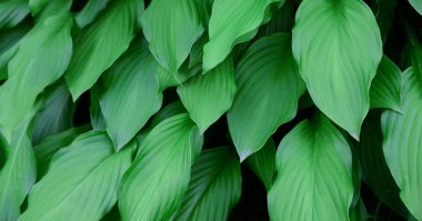 Çerçeve boyunca bahçe bitki örtüsü büyük ve geniş yeşil yaprakları. Parlak ve doygun renk.