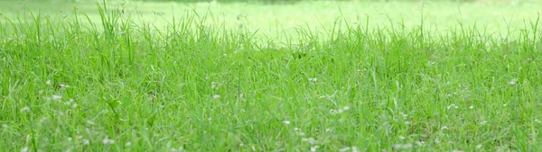 晴れた暖かい夏の日に公園の緑の草 明るいジューシーな色 — ストック写真