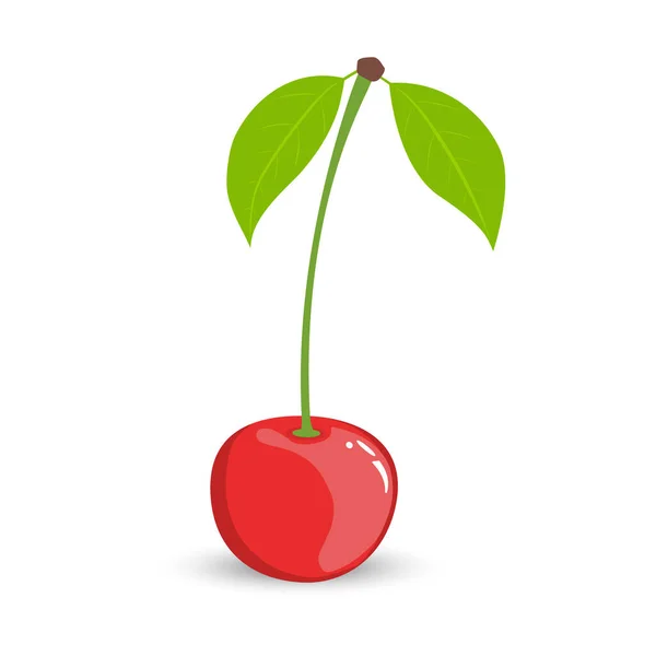 Vector illustration of a single cherry berry with leaves and a process on a white background. — Stock Vector