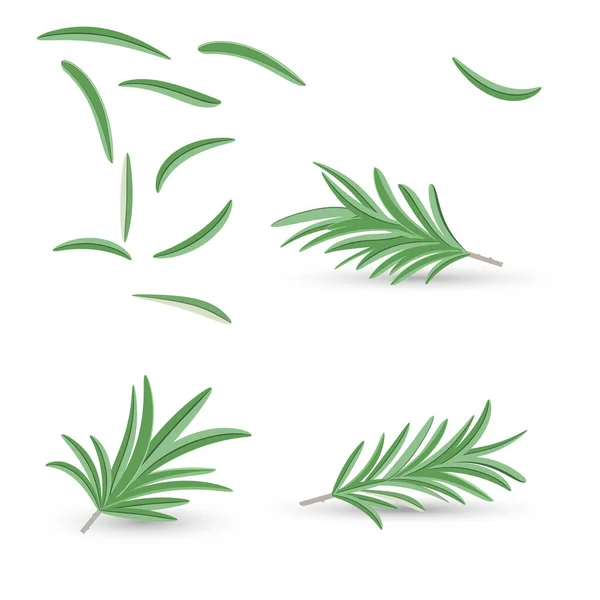 Vektor-Set aus Rosmarinzweigen und Blättern auf weißem Hintergrund. Realistischer Ansatz. — Stockvektor