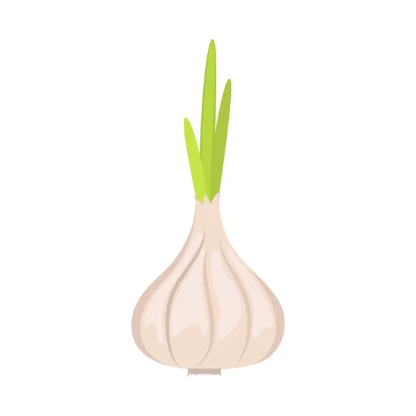 Illustrazione vettoriale di una singola testa d'aglio su sfondo bianco. Design piatto. — Vettoriale Stock