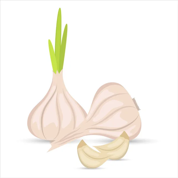 Vector still life of whole heads of garlic and cloves of garlic on a white background. Flat design. — Stock Vector
