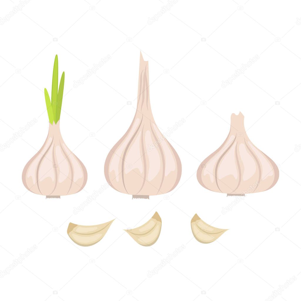 Vector set of whole garlic heads of different shapes and garlic cloves on a white background. Flat design.