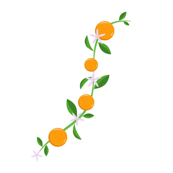 Wektorowa gałąź dekoracyjna z pomarańczami na białym tle. Element projektu. — Wektor stockowy