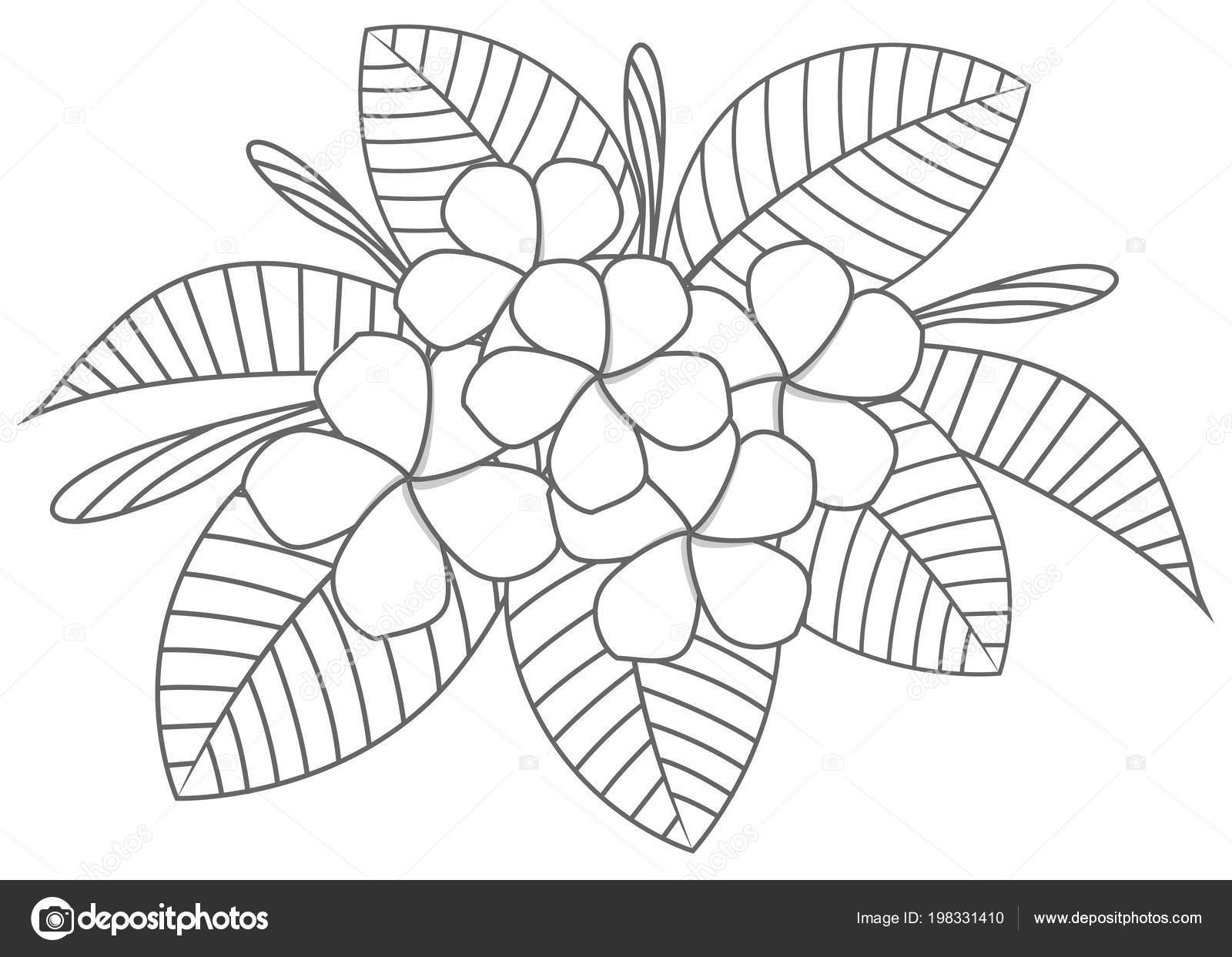 Plumeria Coloring Page