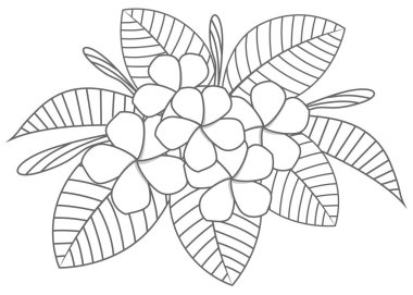Anahat buket plumeria boyama