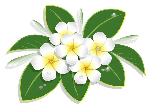 Plumeria Bouquet Goccia Acqua Sfondo Bianco Illustrazione Vettoriale — Vettoriale Stock