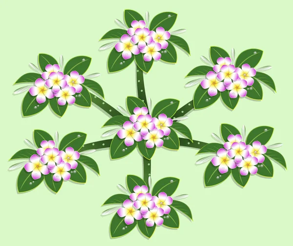 Plumeria Rose Fleur Arbre Vue Dessus Dessin Vectoriel Sur Fond — Image vectorielle