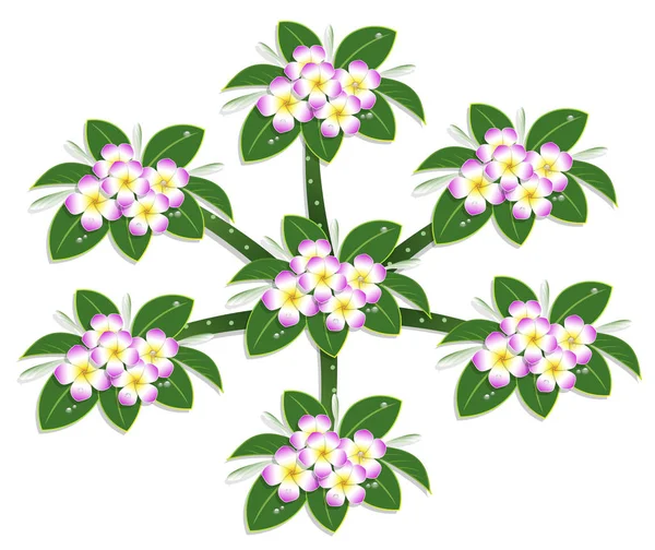 Roze Plumeria Bloem Boom Bovenaanzicht Vector Tekenen Witte Achtergrond — Stockvector