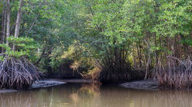 Tayland Mangrooves Forrest 
