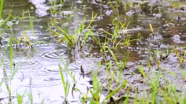 Калюжа з водою три військові курсанти стоять з лопатями — стокове відео