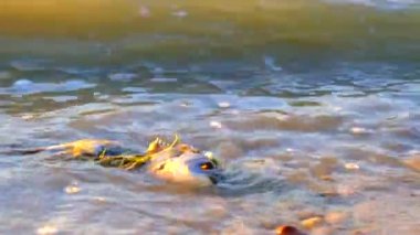 Kirli deniz kıyılarında ölü balıklar, dalgalar, kötü ekoloji. Ichthyology 'de. Çevre kirliliği, göldeki ekolojik felaket. Ölü hayvan. Balıklar yavaş çekim dalgalarıyla ölür. Havuzdaki kirli su.