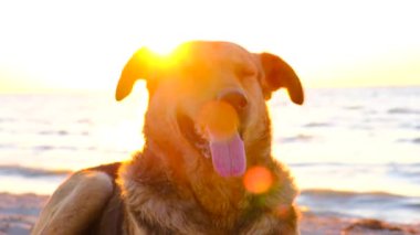 Kısa kürklü köpek altın kumlu bir sahil saatinde uzanıyor ve denizde güneşleniyor. Dost canlısı, eğlenceli ve rahatlatıcı sahilde oturmuş deniz esintisinin tadını çıkarıyorum. evcil hayvanlar. Çerçevede parlak güneş parlıyor.