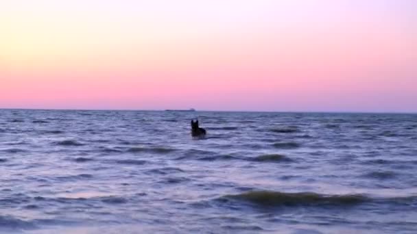 Ung söt svart hund hoppar, och spelar. Ha kul i sjön vatten. Lekfullt springande djur i grunt hav, bäckar. Sällskapsdjur hund spel som löper i grunt hav strand vattenlinje. — Stockvideo