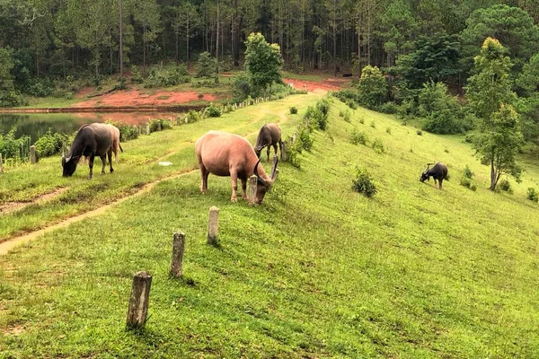 Asian Buffalo Eating Grass Field Thailand — Stock Photo, Image