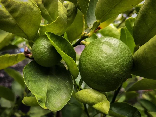 Close Fruto Limão Verde Uma Árvore Limão — Fotografia de Stock