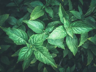 Bahçede taze organik bazilik yapraklar