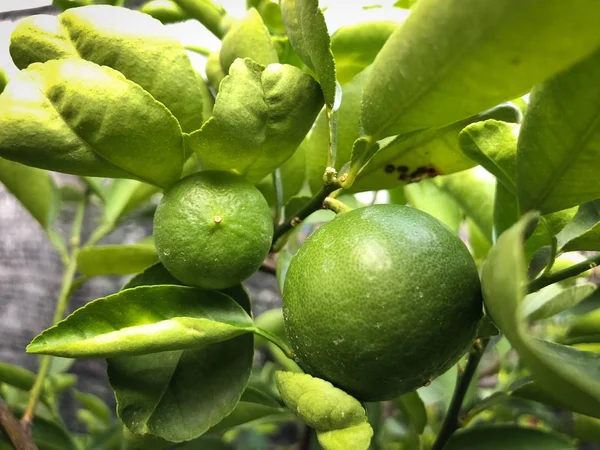 Közeli Fel Zöld Citromos Gyümölcsök Citromfa — Stock Fotó