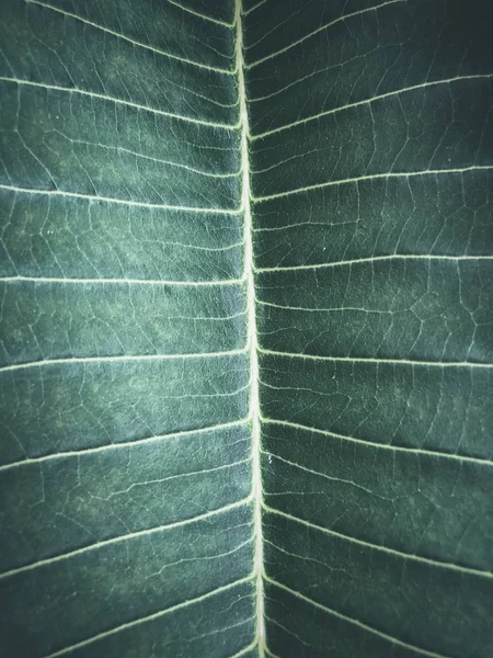 Close Tropical Green Leaf Texture Use Background Design — Stock fotografie