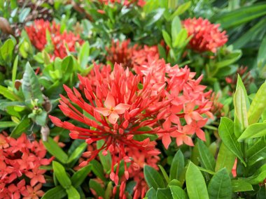 Bir bahçede Pembe Ixora çiçek çiçeği