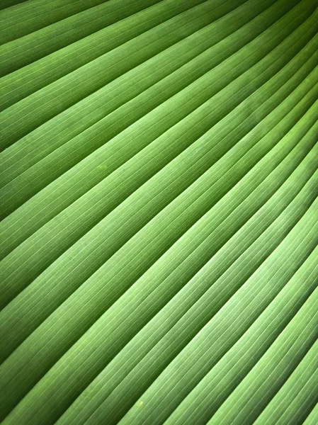 Close Tropical Green Leaf Texture Use Background Design — Stock fotografie