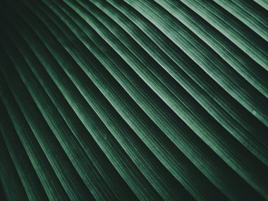 Tasarım için bir Arkaplan olarak Tropikal Yeşil Yaprak Dokusu kullanımını kapat