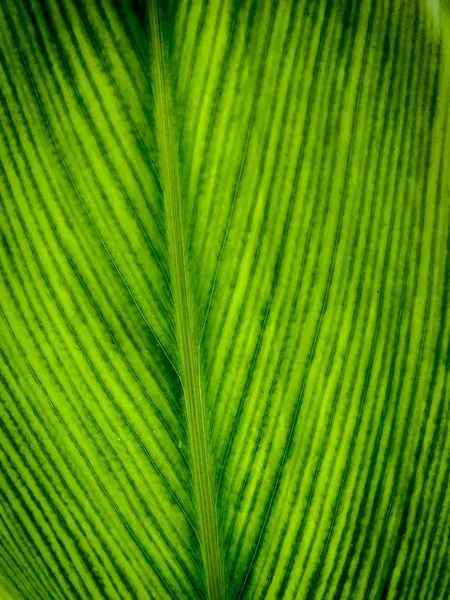 Close Tropical Green Leaf Texture Use Background Design — Stock fotografie