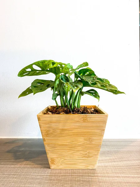 Monstera Obliqua Maceta Madera — Foto de Stock