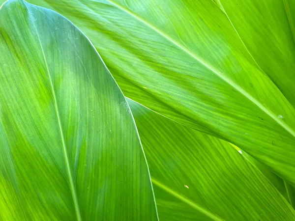 热带绿叶纹理的近景设计背景 — 图库照片